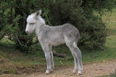 Juvenile Donkey Hatchet Pond
